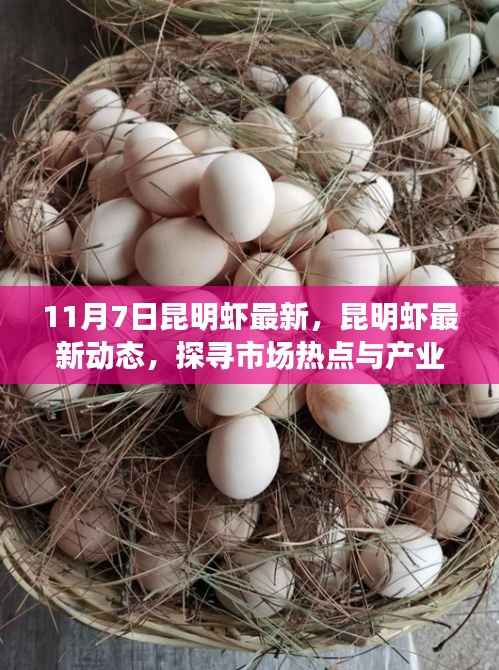 昆明虾市场最新动态,探寻热点与产业趋势(以11月7日为观察点)