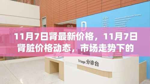 11月7日肾脏价格动态及市场走势多元观点探讨