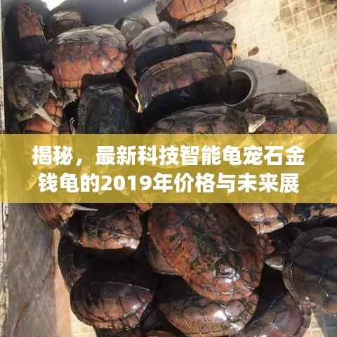 揭秘,最新科技智能龟宠石金钱龟的2019年价格与未来展望(仅针对11月14日)