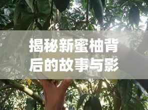 揭秘新蜜柚背后的故事与影响,历年双日期下的独特魅力