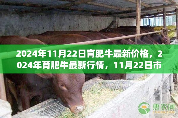 2024年育肥牛最新行情深度解析,市场价格走势及预测