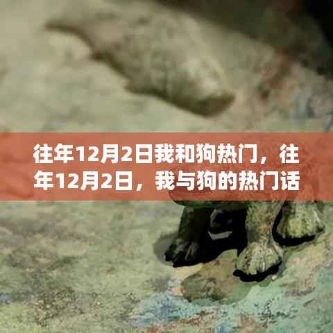 我与狗的热潮,情感与责任的交织——历年12月2日的回忆
