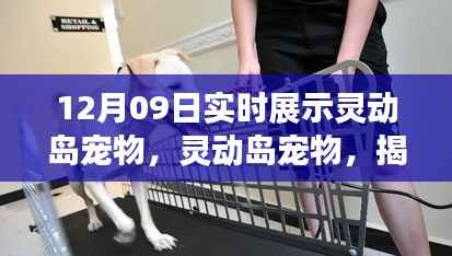 揭秘宠物实时展示背后的科技魅力,灵动岛宠物12月09日展示实况