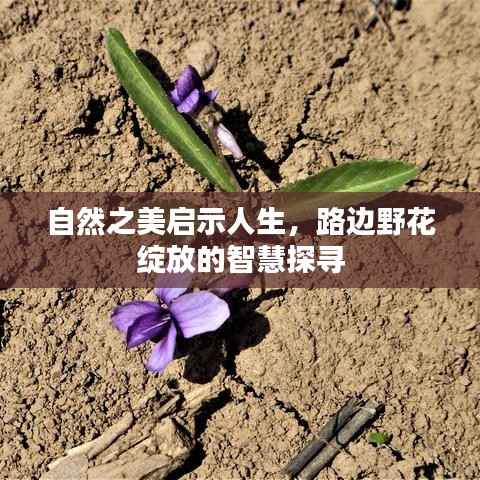 自然之美启示人生,路边野花绽放的智慧探寻