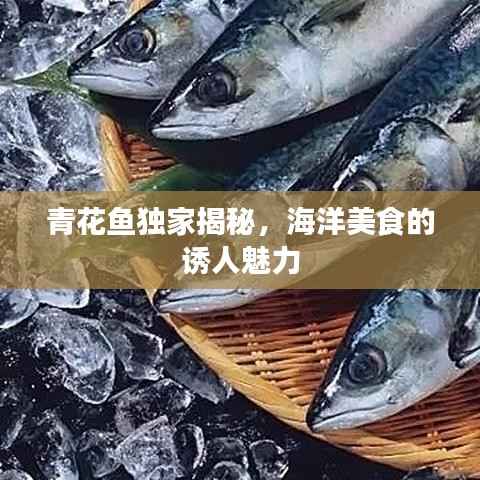青花鱼独家揭秘,海洋美食的诱人魅力