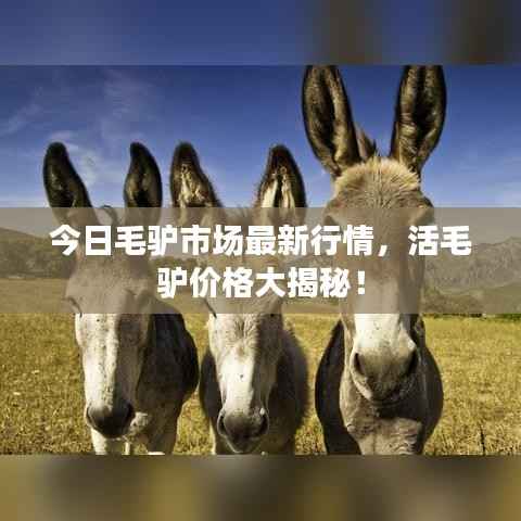 今日毛驴市场最新行情,活毛驴价格大揭秘!