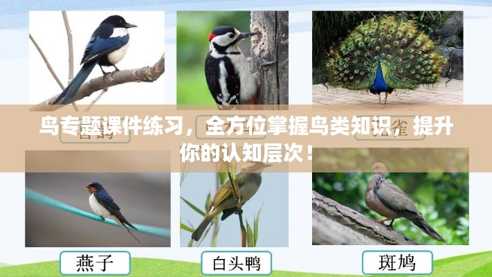鸟专题课件练习,全方位掌握鸟类知识,提升你的认知层次!