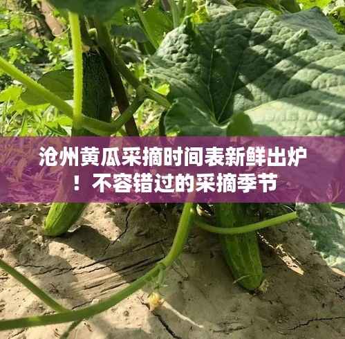 沧州黄瓜采摘时间表新鲜出炉!不容错过的采摘季节