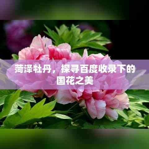 菏泽牡丹,探寻百度收录下的国花之美