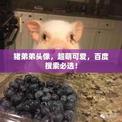 猪弟弟头像,超萌可爱,百度搜索必选!