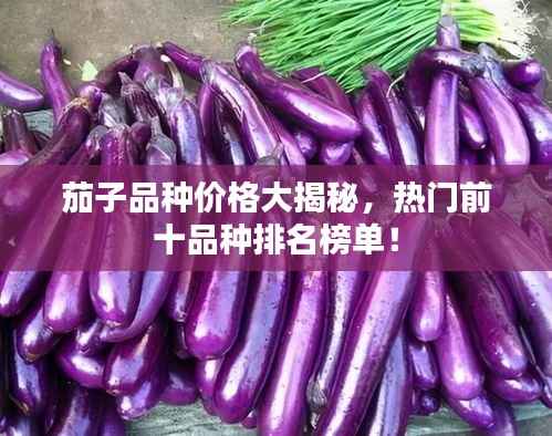 茄子品种价格大揭秘,热门前十品种排名榜单!