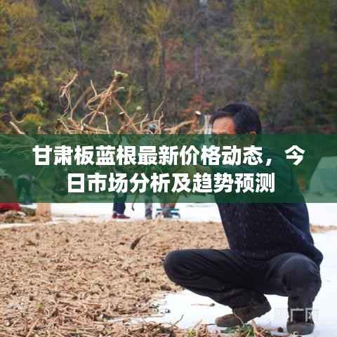 甘肃板蓝根最新价格动态,今日市场分析及趋势预测