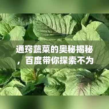 通窍蔬菜的奥秘揭秘,百度带你探索不为人知的健康功效!