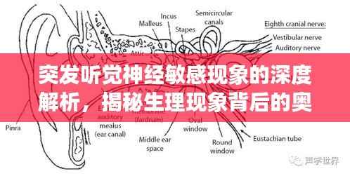 突发听觉神经敏感现象的深度解析,揭秘生理现象背后的奥秘